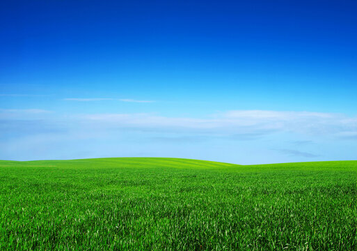 field on a background of the blue sky