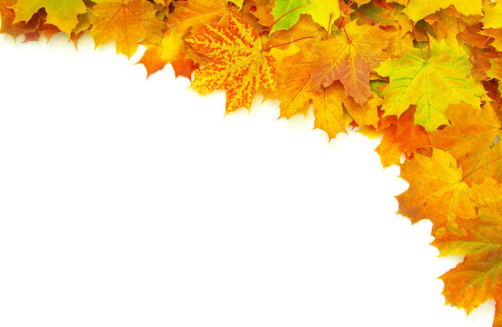 autumn maple leafs isolated on a white