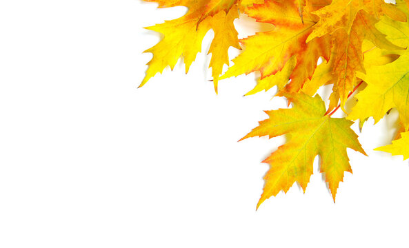 autumn maple leafs isolated on a white