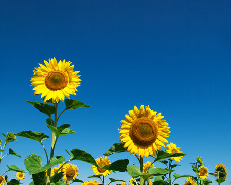 sunflower field over cloudy blue sky