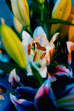 Dreamy flowers