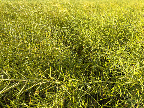 green canola rapeseed background with pods full of seeds