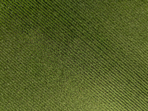 Aerial view of a lush green cornfield with perfectly aligned rows stretching across the landscape in Parsdorf, Bavaria, Germany.