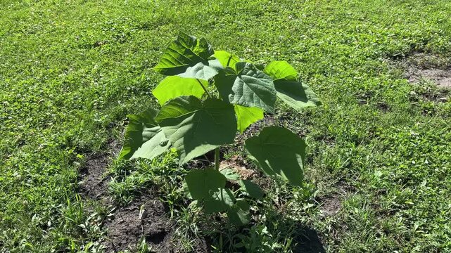Young Paulownia Tomentosa (Foxglove Tree) Seedling Growing in Grassy Field	