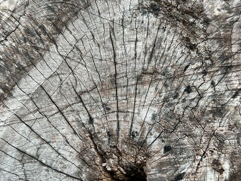 Close up texture of weathered tree stump cut surface with annual growth rings and cracks