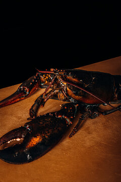 Close-up of a raw fresh lobster on a wooden surface