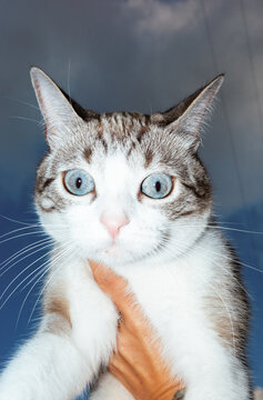 Cute cat with blue eyes being held by a person
