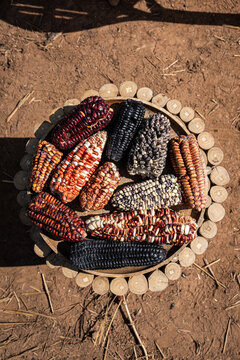 Artisanal basket filled with colorful heirloom corn cobs on dry ground