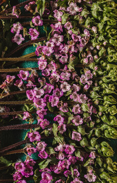Overhead view of beautiful purple shiso flowers and green leaves