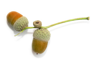 Three green oak acorns on a slender stem photographed on white background showing natural texture. © lms_lms