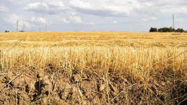 Campo de rastrojo de cereal cosechado con tierra seca y cielo nublado