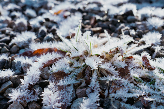 Frost Crystals on Grass