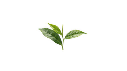 Fototapeta premium Fresh Organic Green Tea Leaves Sprig Isolated on Pure White Background for Healthy Herbal Infusions and Natural Botanical Tea Production