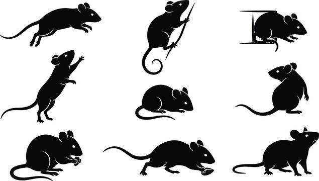 Rat and Mouse Silhouette Set with Active Animal Poses Including Climbing Jumping Creeping out of Holes and Eating for Pest Control and Wildlife Vector Designs
