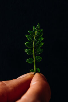 Hand holding a delicate sansho leaf against a black background