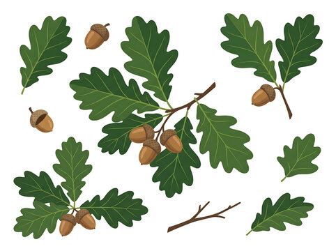 Flat vector illustration set of oak tree branches with green leaves and brown acorns isolated on white background for nature design