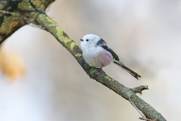 Long-tailed Tit (Aegithalos caudatus) perched on a lichen-covered branch, featuring a white head and long tail. © VOLODYMYR KUCHERENKO