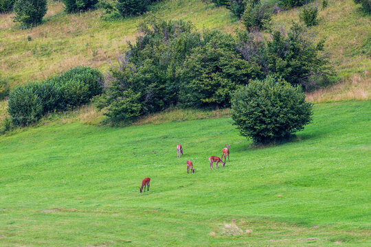 Five Red Deer Hinds Grazing in a Green Meadow. Five wild red deer hinds peacefully grazing on lush green grass in a natural meadow surrounded by shrubs and woodland.