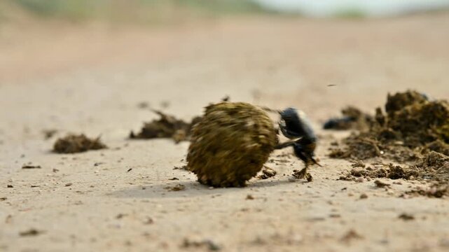 Beetle rolls dung ball across sandy terrain in slow motion sequence