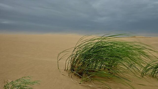 Grass sways in the wind across sandy desert landscape under cloudy sky