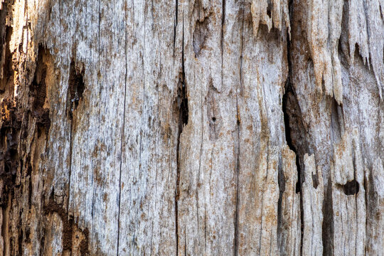Close-up of aged and decaying wood texture featuring vertical grain and natural grooves