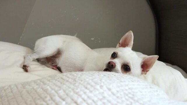 A small white Chihuahua dog on a cozy bed, initially resting, then looking around with its tongue slightly out, and finally standing up and walking away. This cute pet embodies joy and companionship.