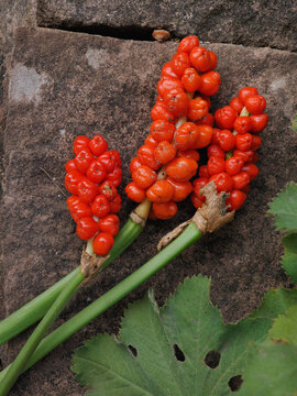 Im Garten liegen die St&auml;ngel vom Aronstab (Arum) mit roten Fr&uuml;chten am Boden