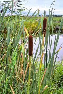 Cattails in a marsh pond with reeds and grasses on a calm summer day