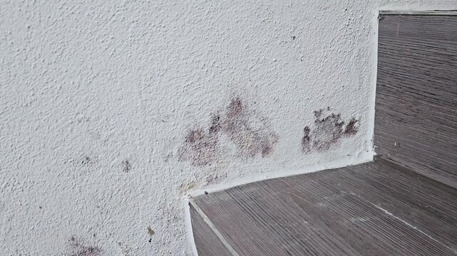 Dark mold stains spread across a textured white wall near a corner; the discoloration highlights moisture damage in a domestic interior with wood-style flooring