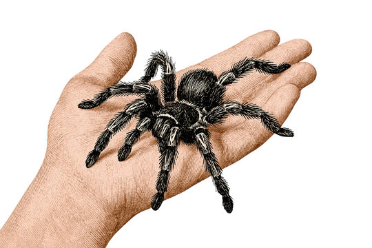 Detailed illustration of hairy tarantula spider resting on human palm isolated on transparent background png element