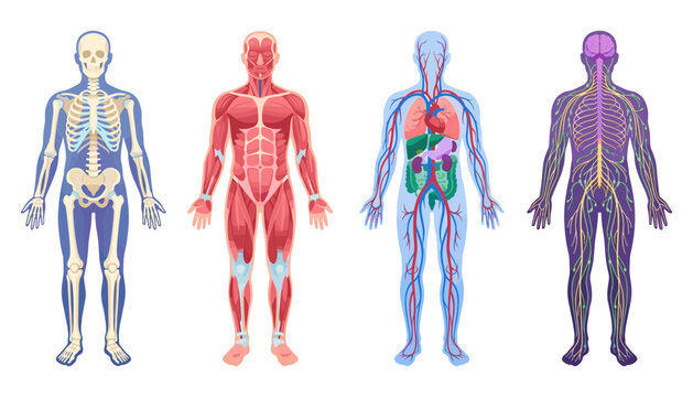  Human anatomy vector set showing full body skeletal muscular circulatory internal organ and nervous systems on white background
