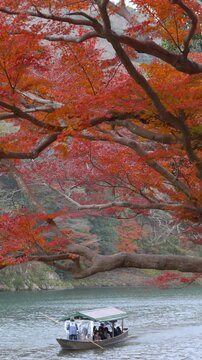 Fall travel in Kyoto, Japan, tourists enjoy a boat ride on the Katsura River during autumn season.