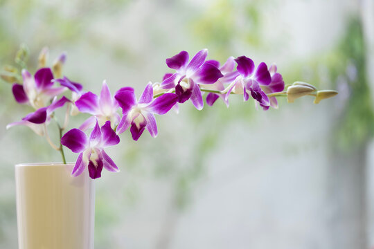 Purple orchid flower macro closeup