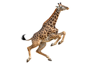 Obraz premium Jumping giraffe isolated PNG, wild giraffe leaping with bent legs on transparent background, safari animal stock photo