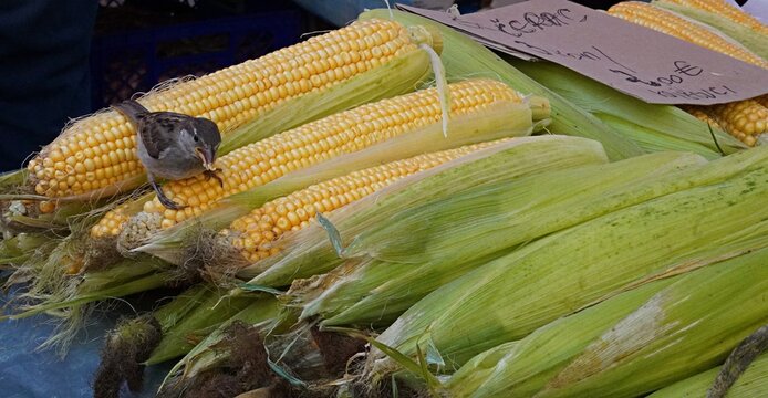A small sparrow steals and pecks raw yellow corn at a street food market. A house sparrow eats sweet corn kernels straight from the cob at a local farmers market.