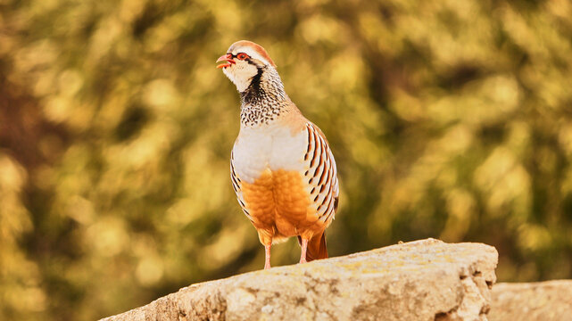 red legged partridge rooster, Alectoris rufa, on stone wall, close 542