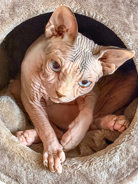 Adorable hairless sphynx cat with big blue eyes resting curled up in a cozy fluffy pet bed