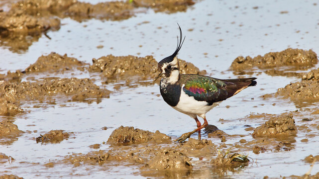 northern lapwing, Vanellus vanellus in shallow water 821
