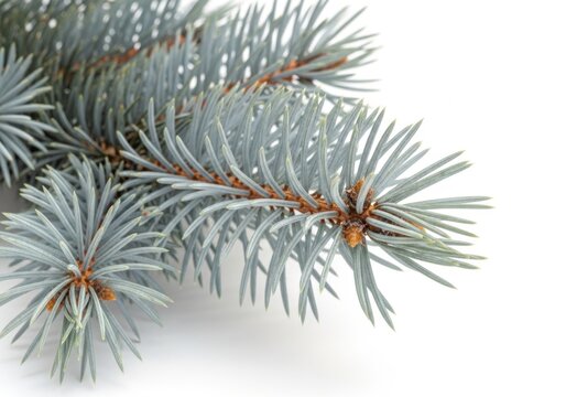 Blue spruce pine branch isolated on white background