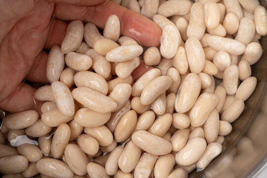 Soaked white beans, legume seeds in water