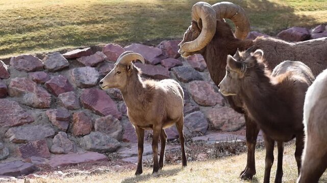 Bighorn Ram with Ewes During the Rut