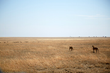 Fototapeta premium Two Lionesses Stalking Thomson Gazelle Herd in Serengeti Tanzania