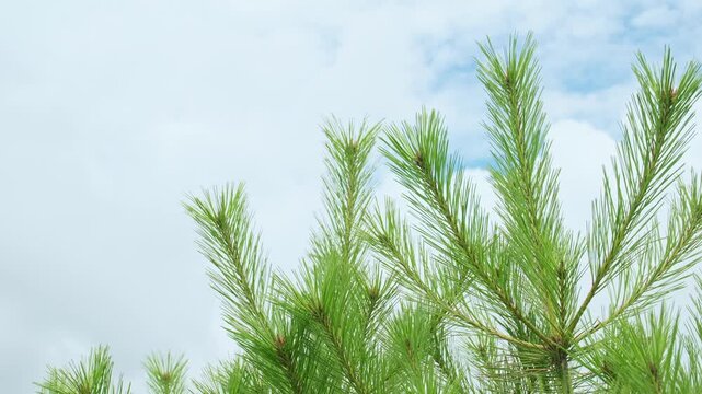 風に揺れる赤松の若枝