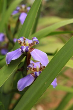 Orqu&iacute;dea