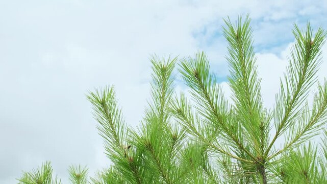 赤松の若枝とコンボウアメバチ亜科の一種