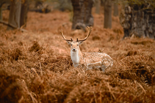 Fallow Deer Stag Resting Among Woodland Bracken