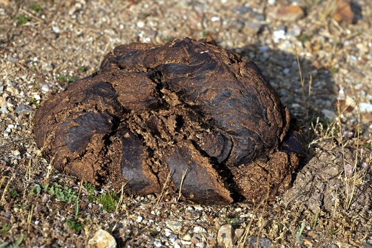 A pile of fresh cow manure on the ground. Close-up of a pile of fresh organic cow manure on gravel soil.