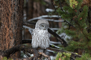 Fototapeta premium 01128-00201 Great Gray Owl (Strix nebulosa) Yellowstone National Park, WY