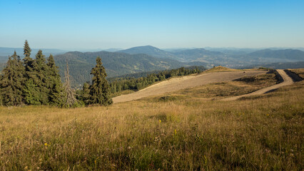 Fototapeta premium Wide horizontal landscape view featuring a grassy foreground, a cluster of evergreen pine trees on the left, and a winding dirt road cutting across a high altitude plateau overlooking distant blue mou