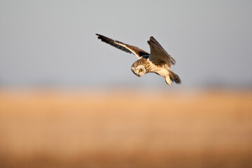 Naklejka premium 01113-01010 Short-eared Owl (Asio flammeus) in flight at Prairie Ridge State Natural Area, Marion Co., IL